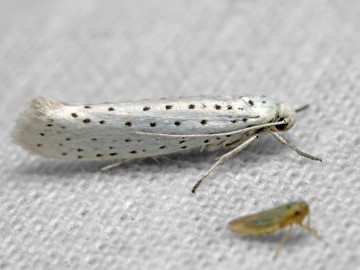 Yponomeuta evonymella fot. J. Nowak, 
